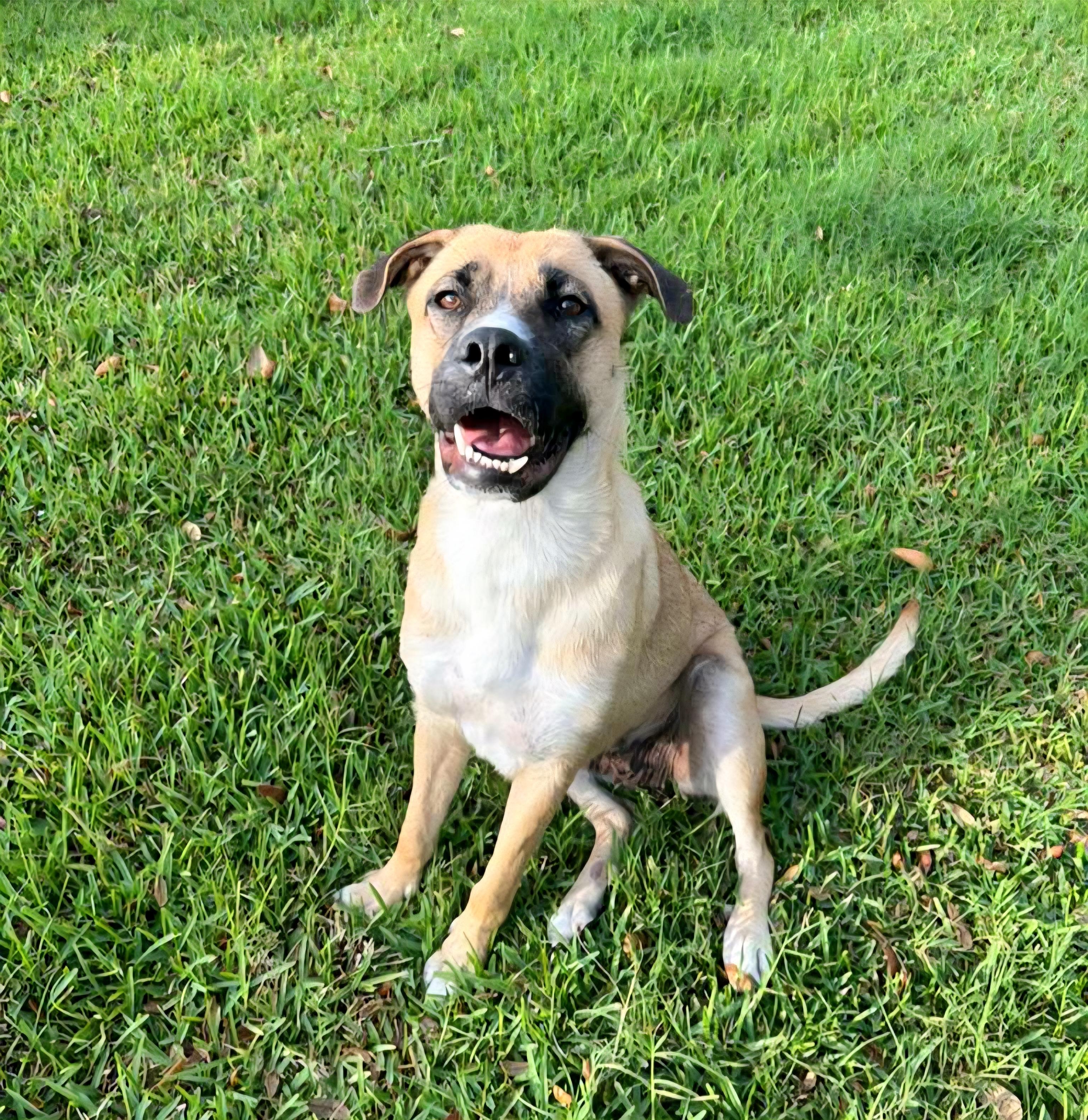 Enlarge Tesha, an adoptable mixed breed in Oviedo, FL image 2/3
