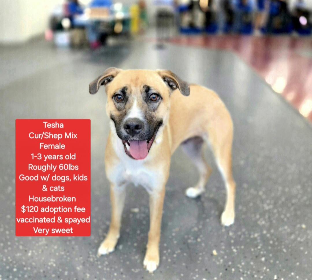 Enlarge Tesha, an adoptable mixed breed in Oviedo, FL image 1/3