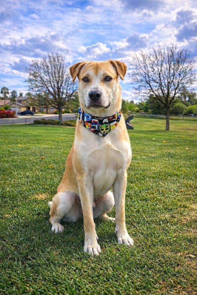 Enlarge Nick, a ADOPTABLE mixed breed in Murrieta, CA image 1/5