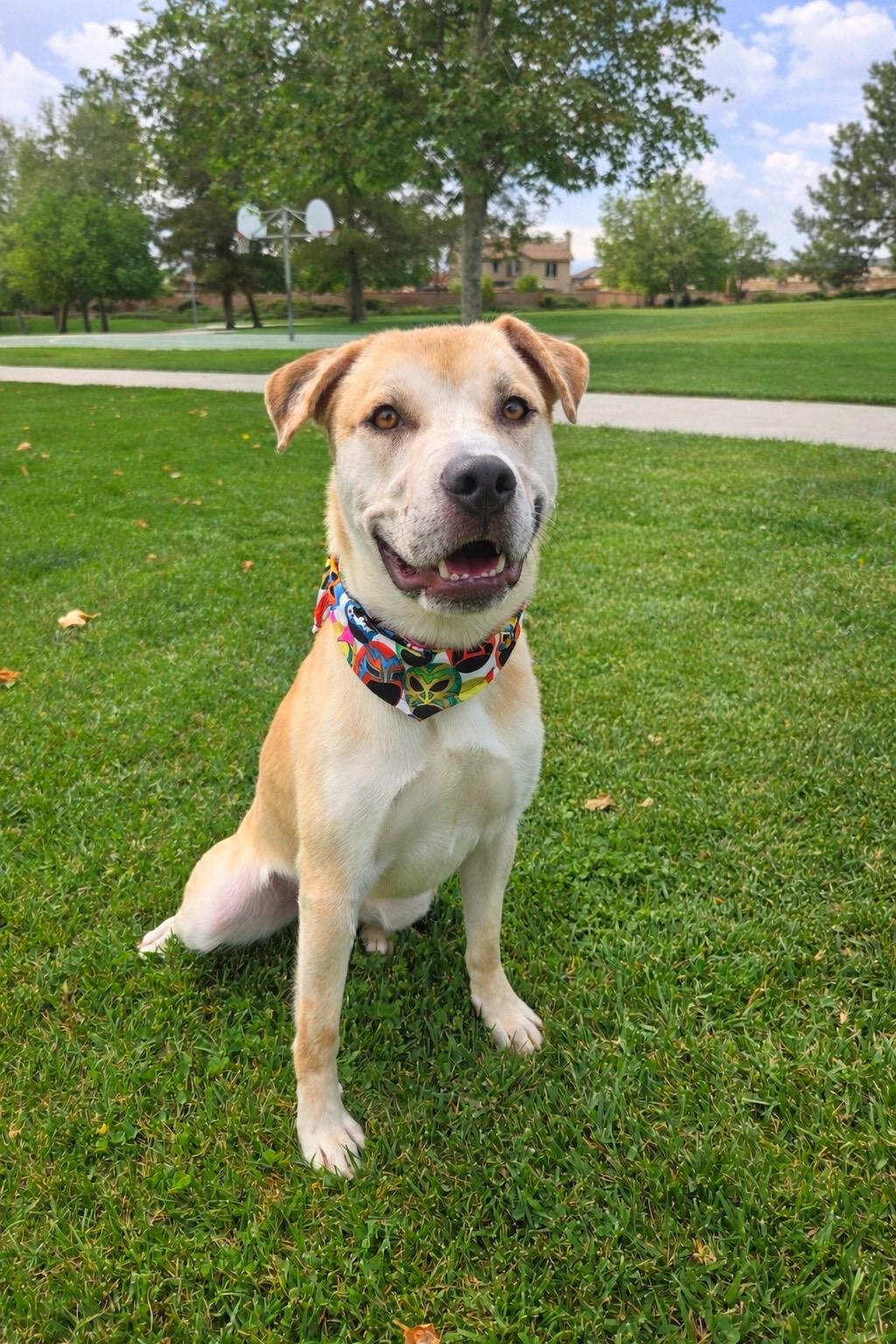 Enlarge Nick, a ADOPTABLE mixed breed in Murrieta, CA image 2/5