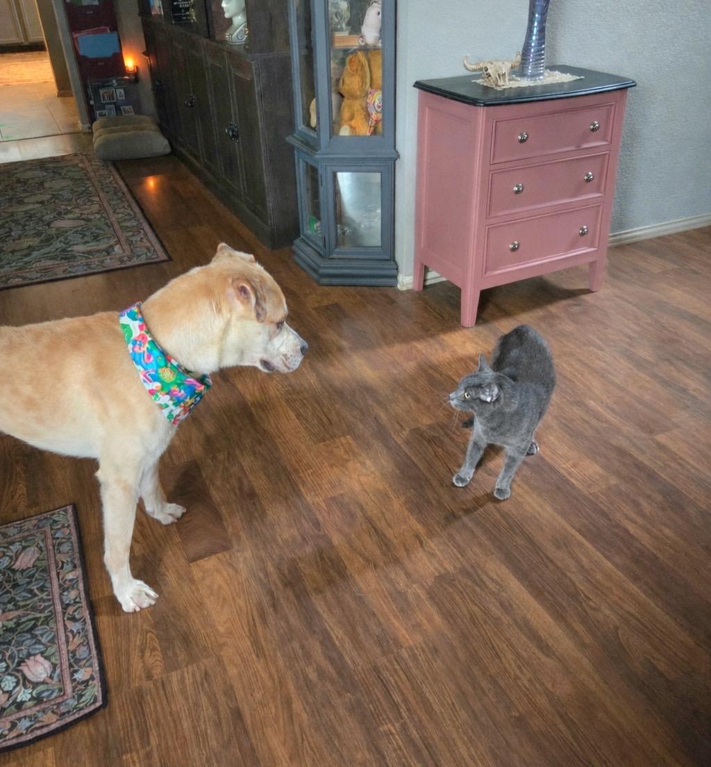 Enlarge Nick, a ADOPTABLE mixed breed in Murrieta, CA image 3/5