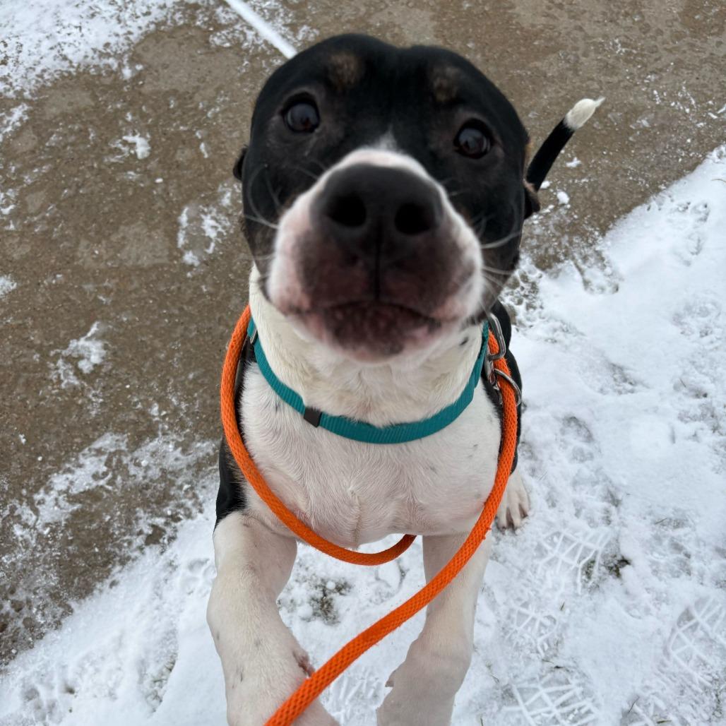 Buddy, Adoptable, Young Male American Staffordshire Terrier.