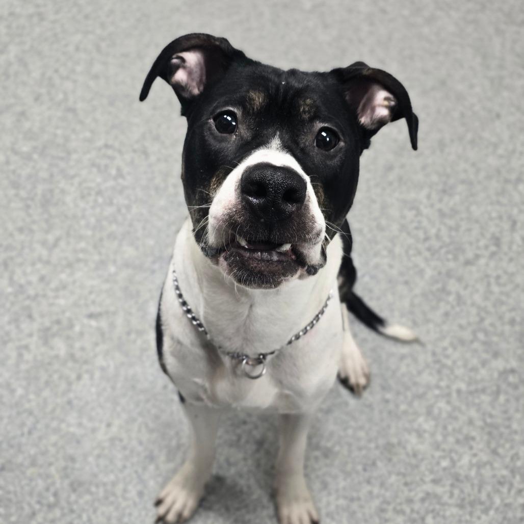 Enlarge Buddy, a Adoptable American Staffordshire Terrier in Grand Rapids, MI image 1/1