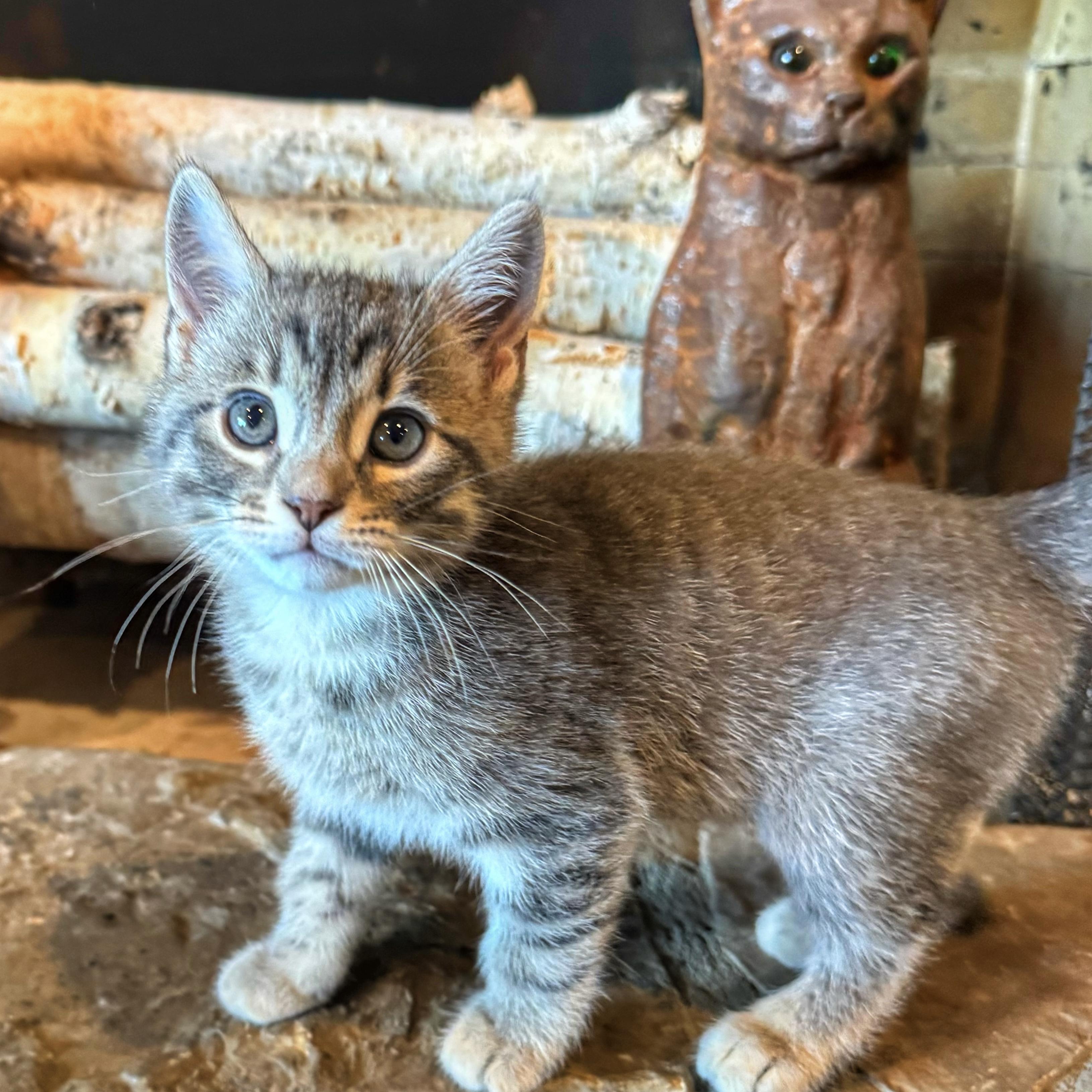 Enlarge Juniper, an adopted Domestic Short Hair in Bentonville, AR image 1/1