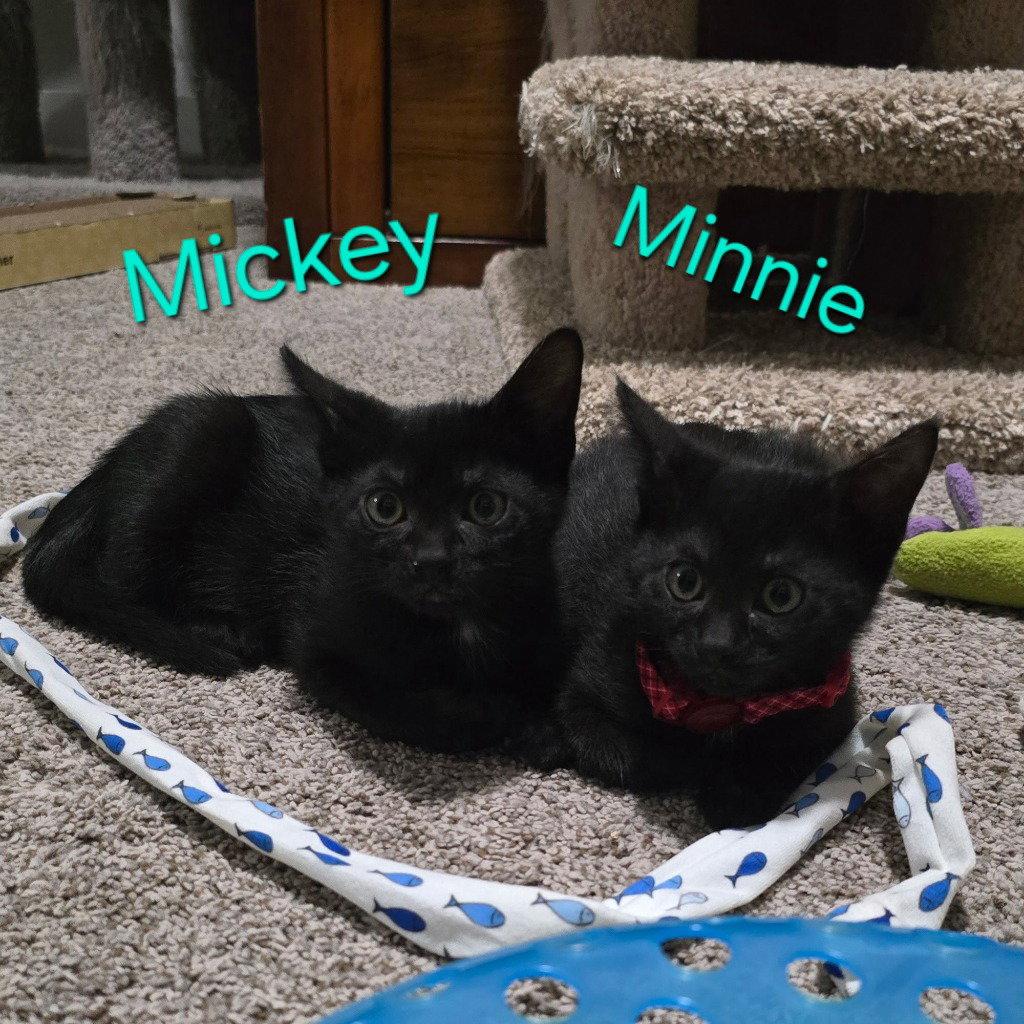 Mickey photo