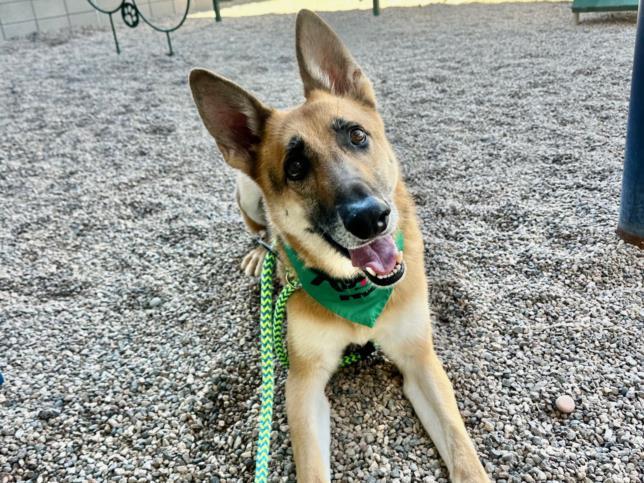 KRIEGER, Adoptable, Adult Male German Shepherd Dog & Mixed Breed.