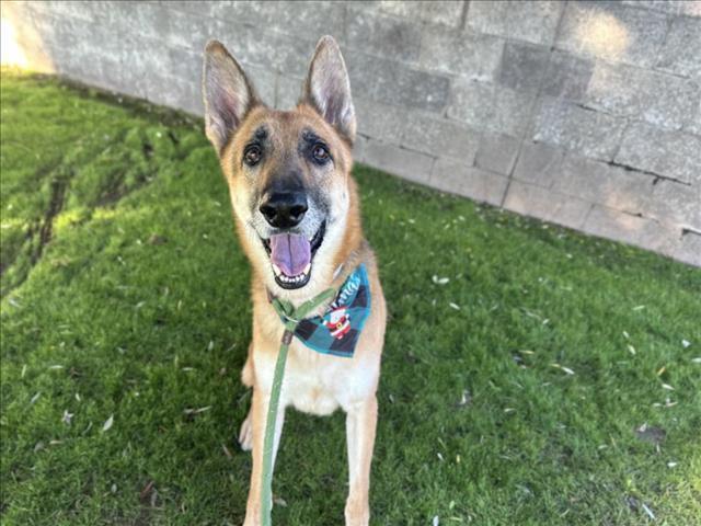 Enlarge KRIEGER, a Adoptable mixed breed in Mesa, AZ image 1/1