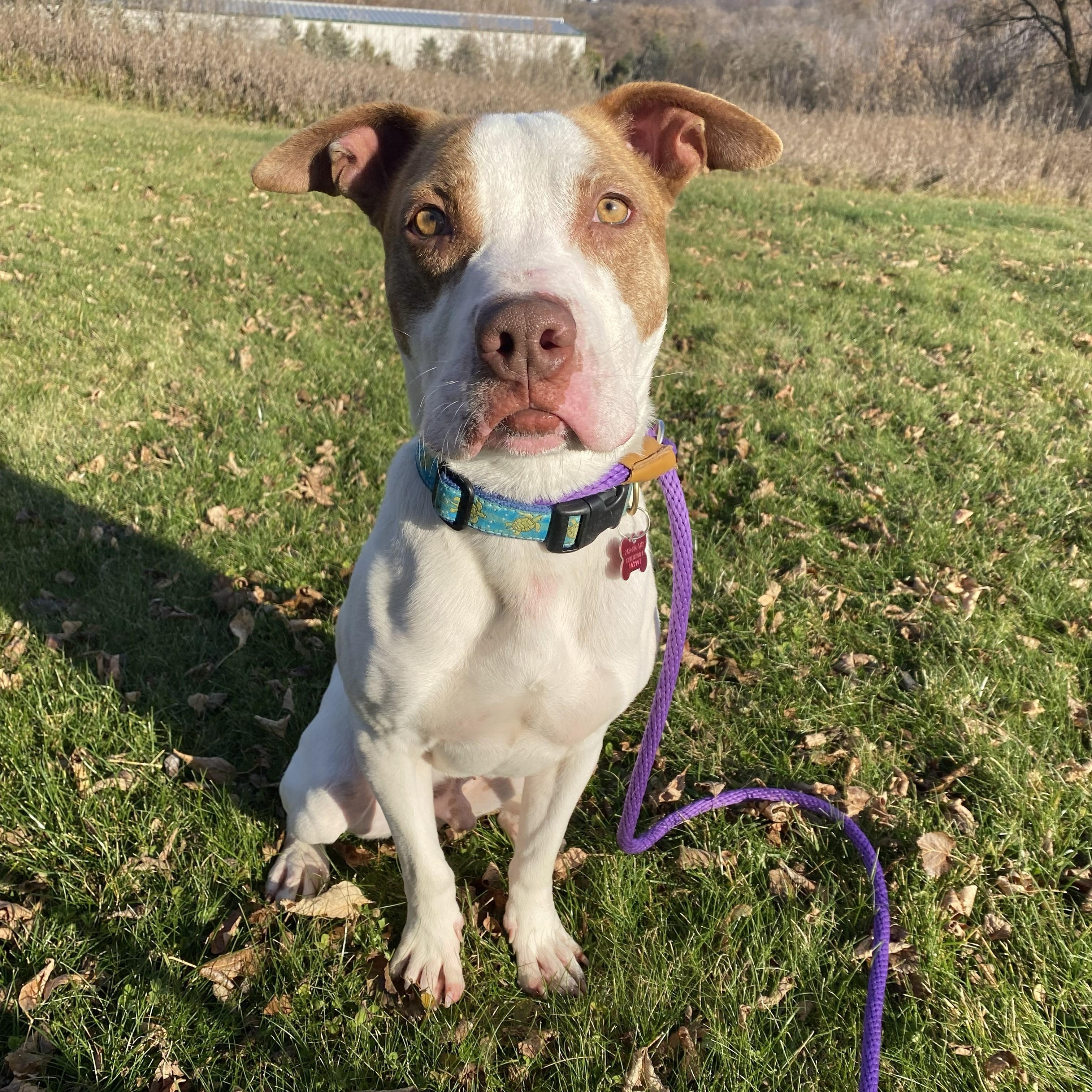 Enlarge Chewy, a Adoptable Mixed Breed in Allegan, MI image 3/6