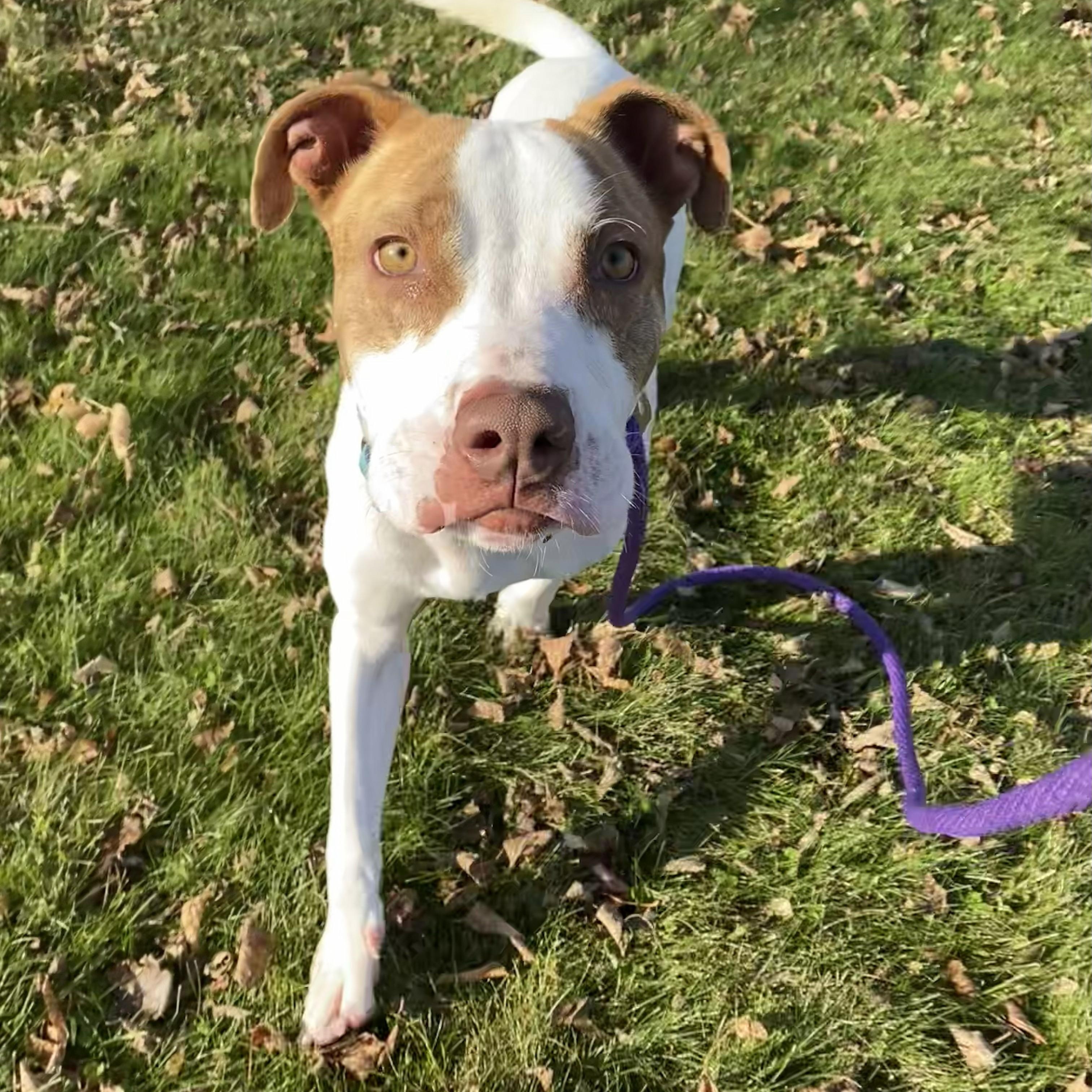 Enlarge Chewy, a Adoptable Mixed Breed in Allegan, MI image 2/6