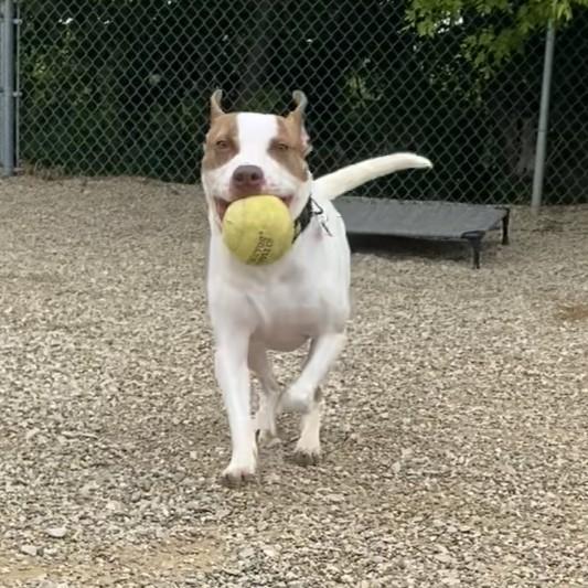 Enlarge Chewy, a Adoptable Mixed Breed in Allegan, MI image 6/6