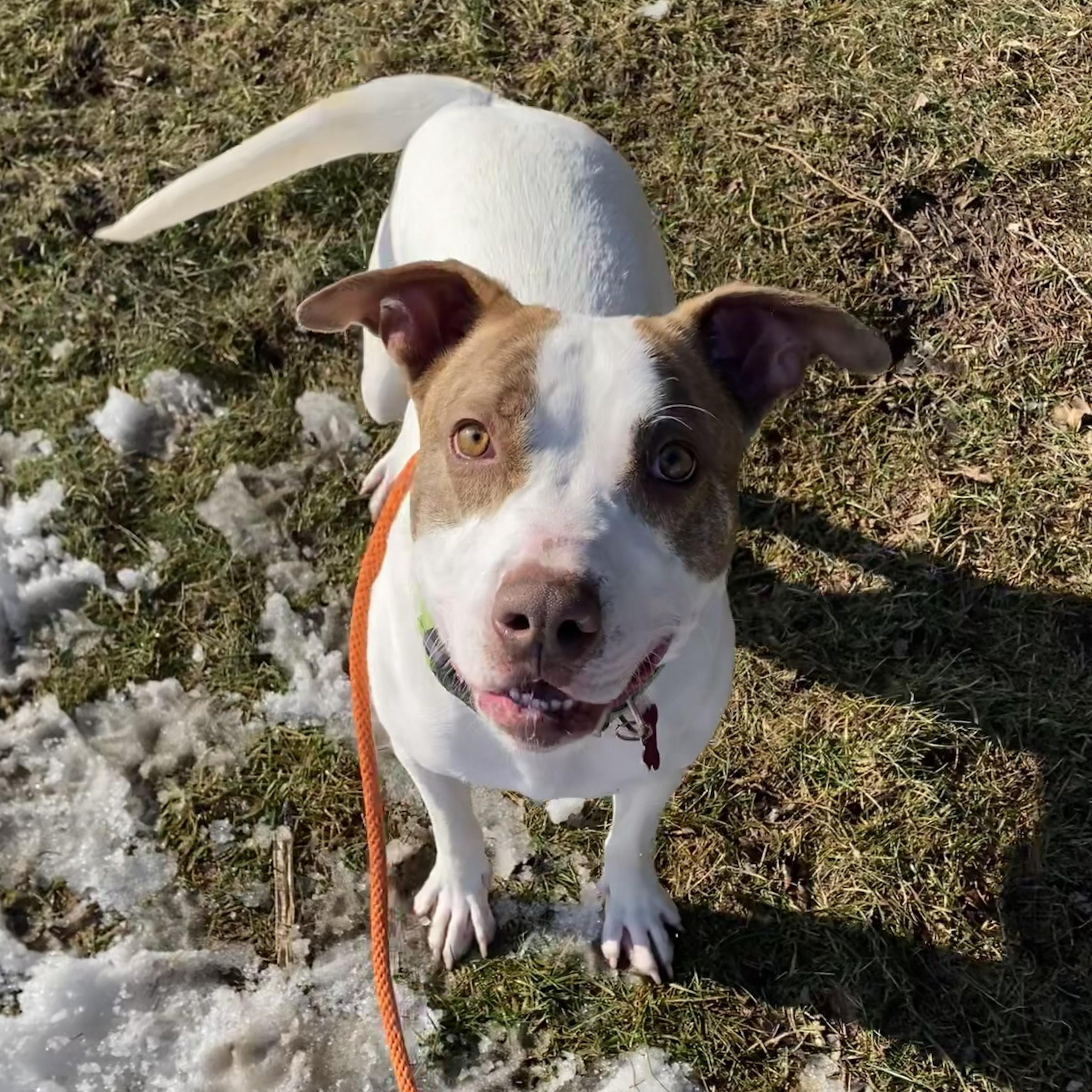 Chewy, Adoptable, Adult Male Mixed Breed.
