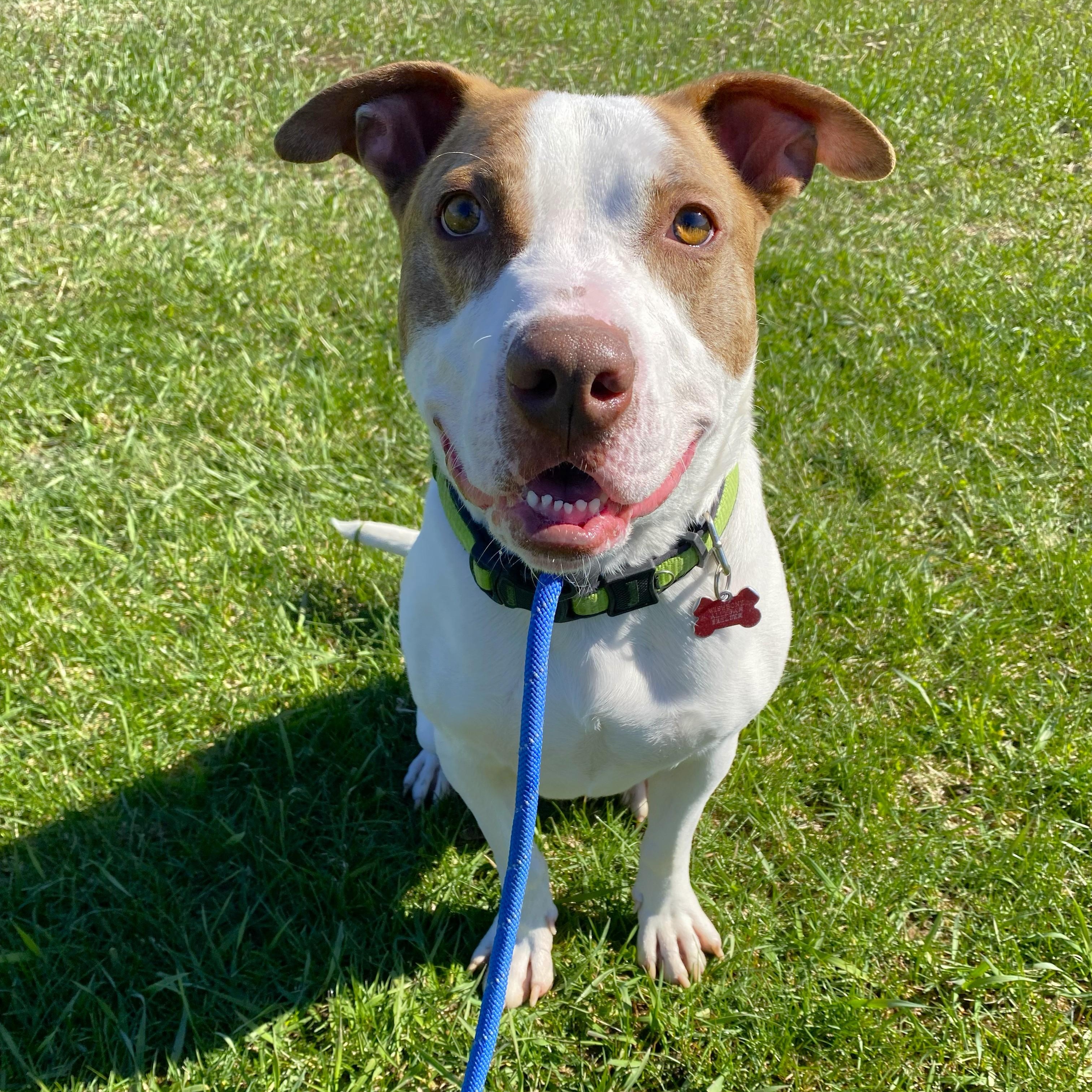 Enlarge Chewy, a Adoptable Mixed Breed in Allegan, MI image 5/6