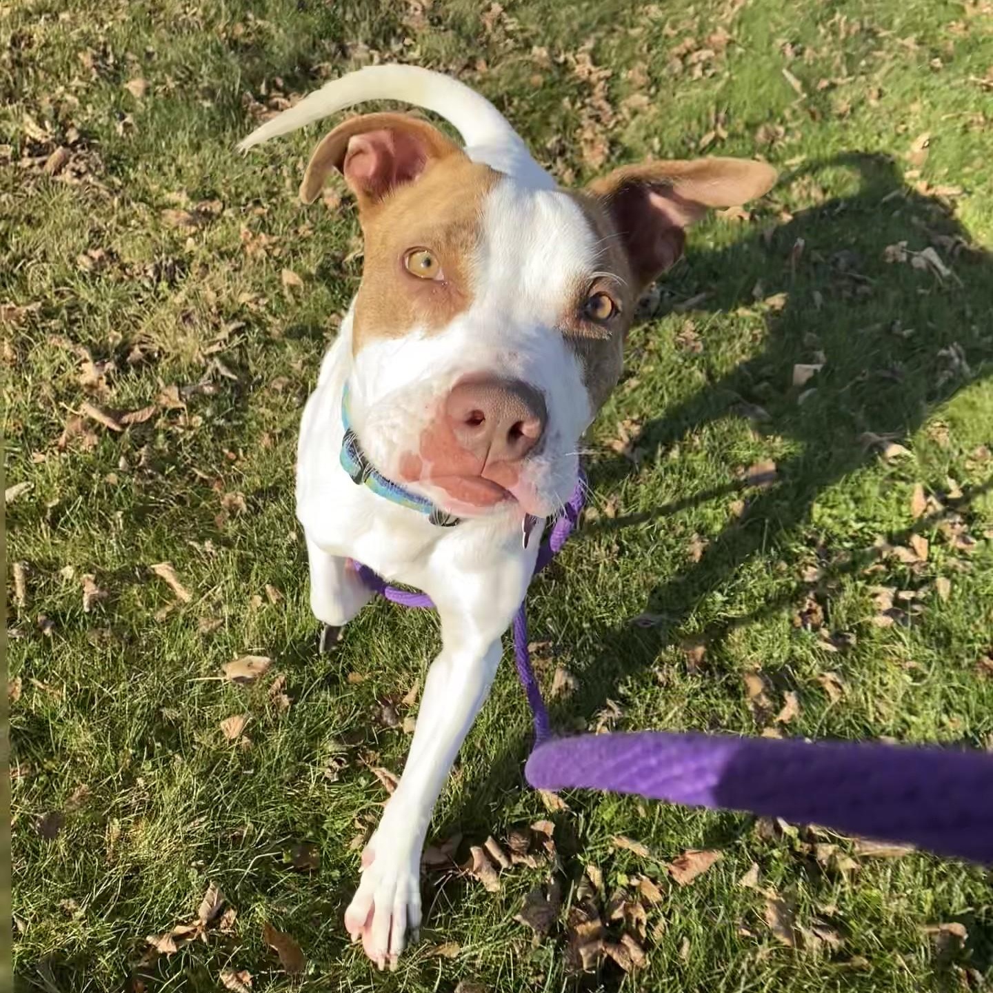 Enlarge Chewy, a Adoptable Mixed Breed in Allegan, MI image 4/6