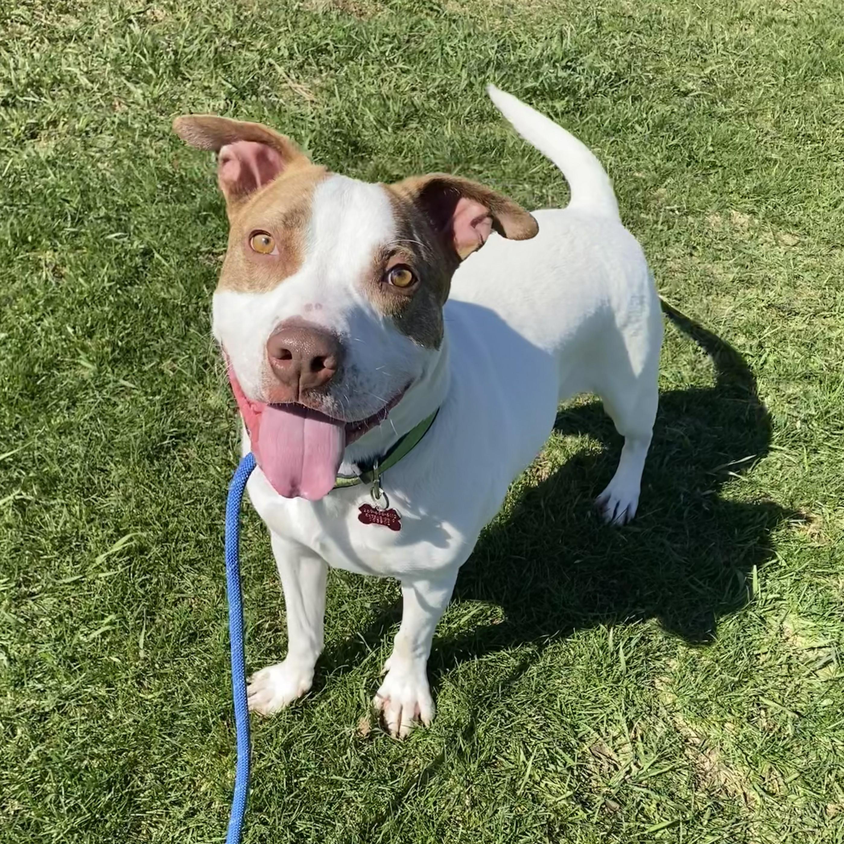 Chewy, Adoptable, Adult Male Mixed Breed.