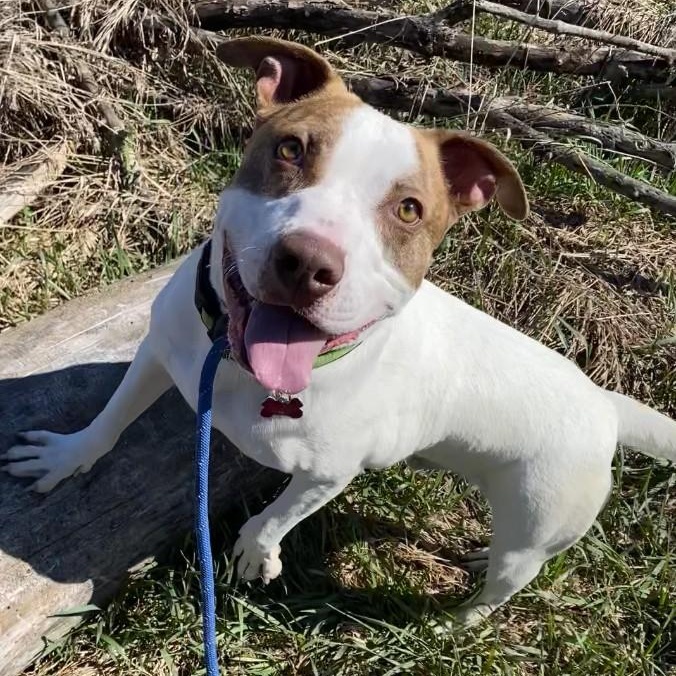 Enlarge Chewy, a Adoptable Mixed Breed in Allegan, MI image 6/6