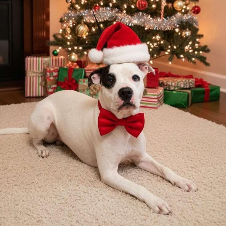 Cashmere, Adoptable, Adult Male Pit Bull Terrier.