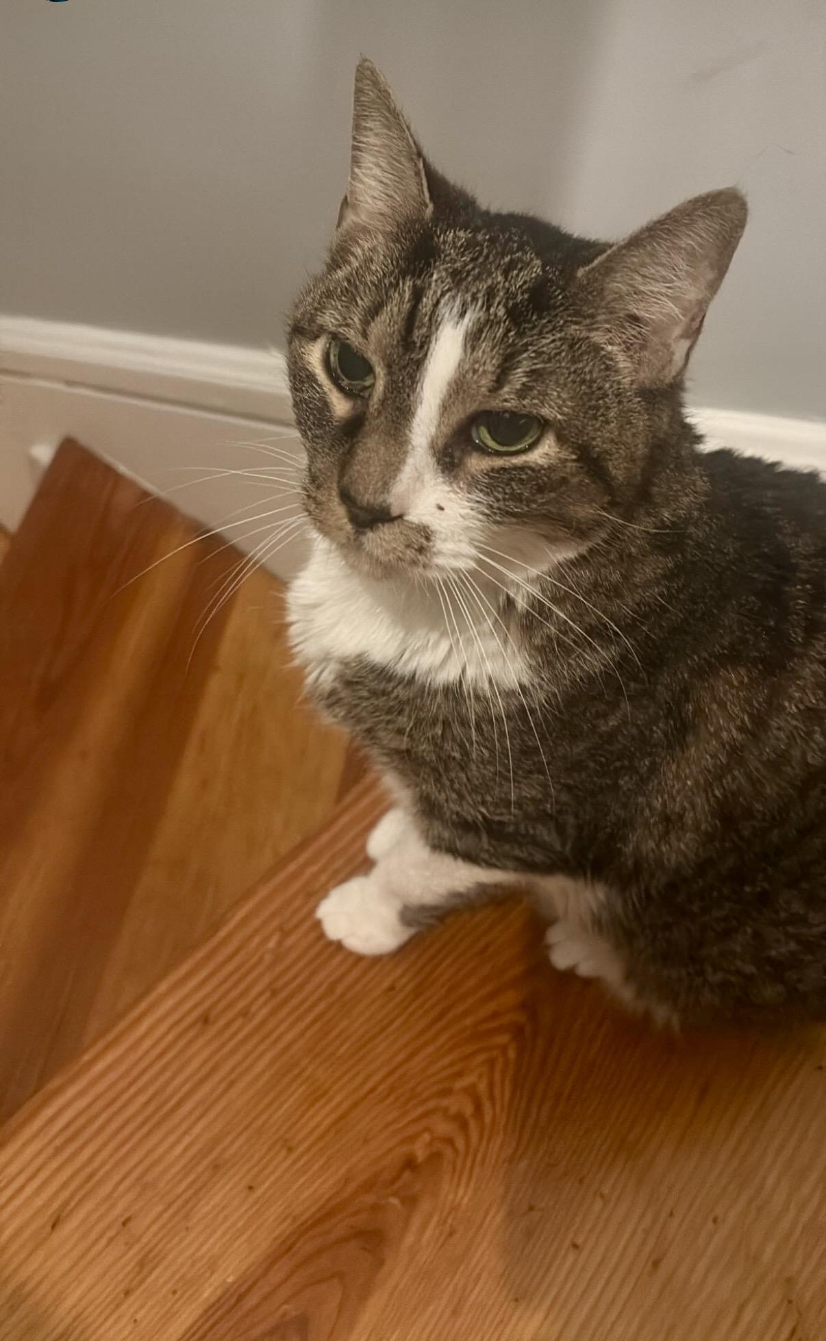 Tigger, a ADOPTABLE American Shorthair in East Orange, NJ image 2/4