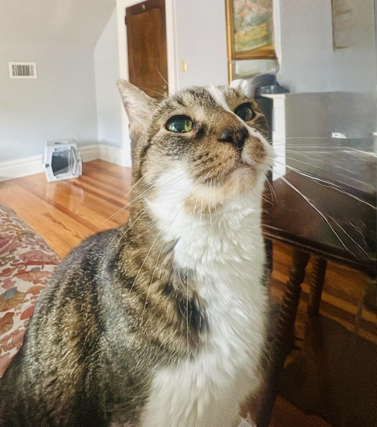 Tigger, ADOPTABLE, Adult Male American Shorthair.