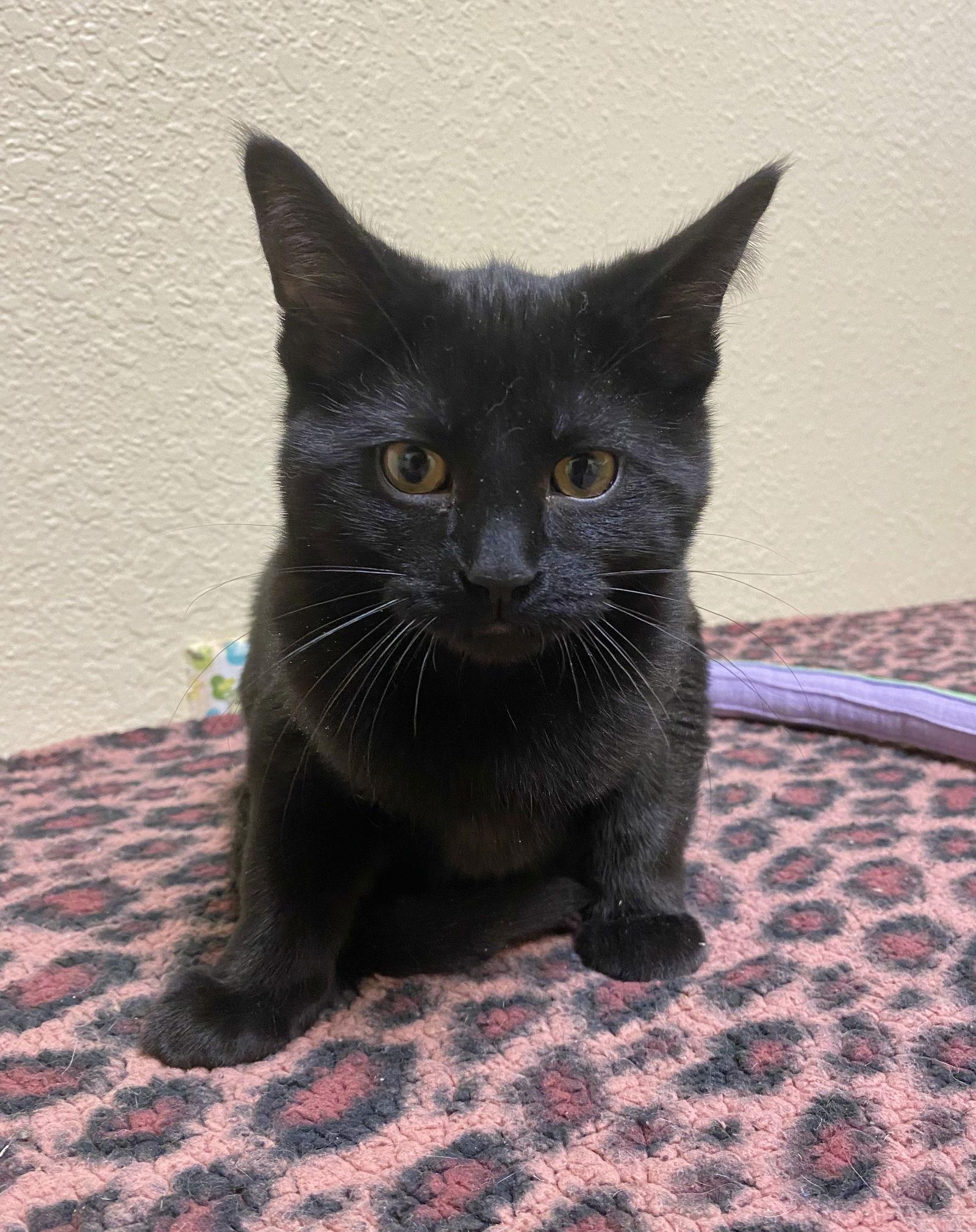 Ernie, Adoptable, Young Male Domestic Short Hair.