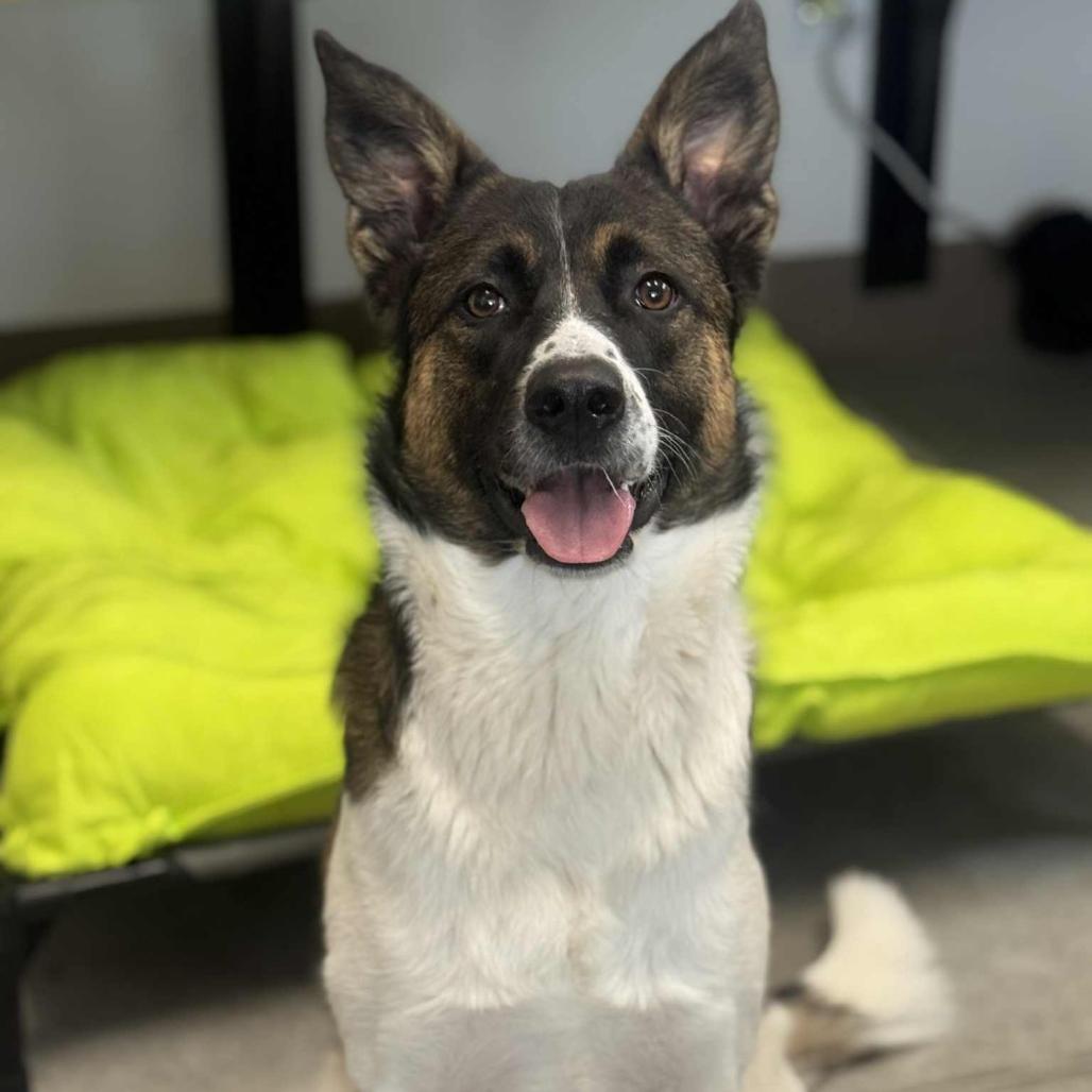 Baby, Adoptable, Adult Female German Shepherd Dog.