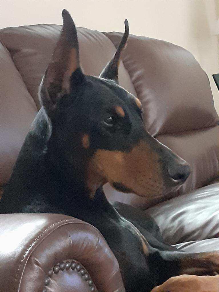 Kyra, a Adoptable Doberman Pinscher in Buffalo, MN image 1/3
