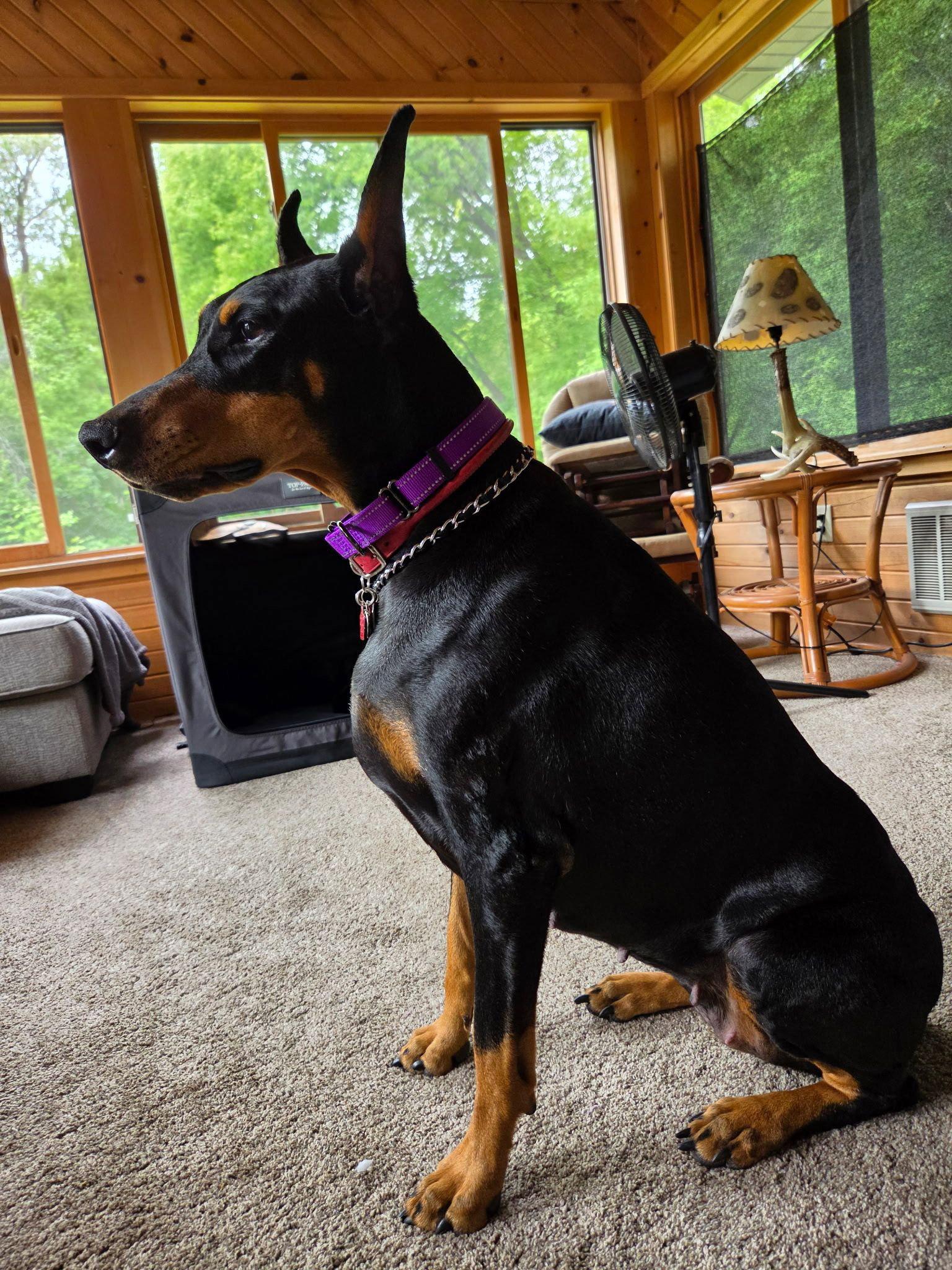 Kyra, a Adoptable Doberman Pinscher in Buffalo, MN image 2/3