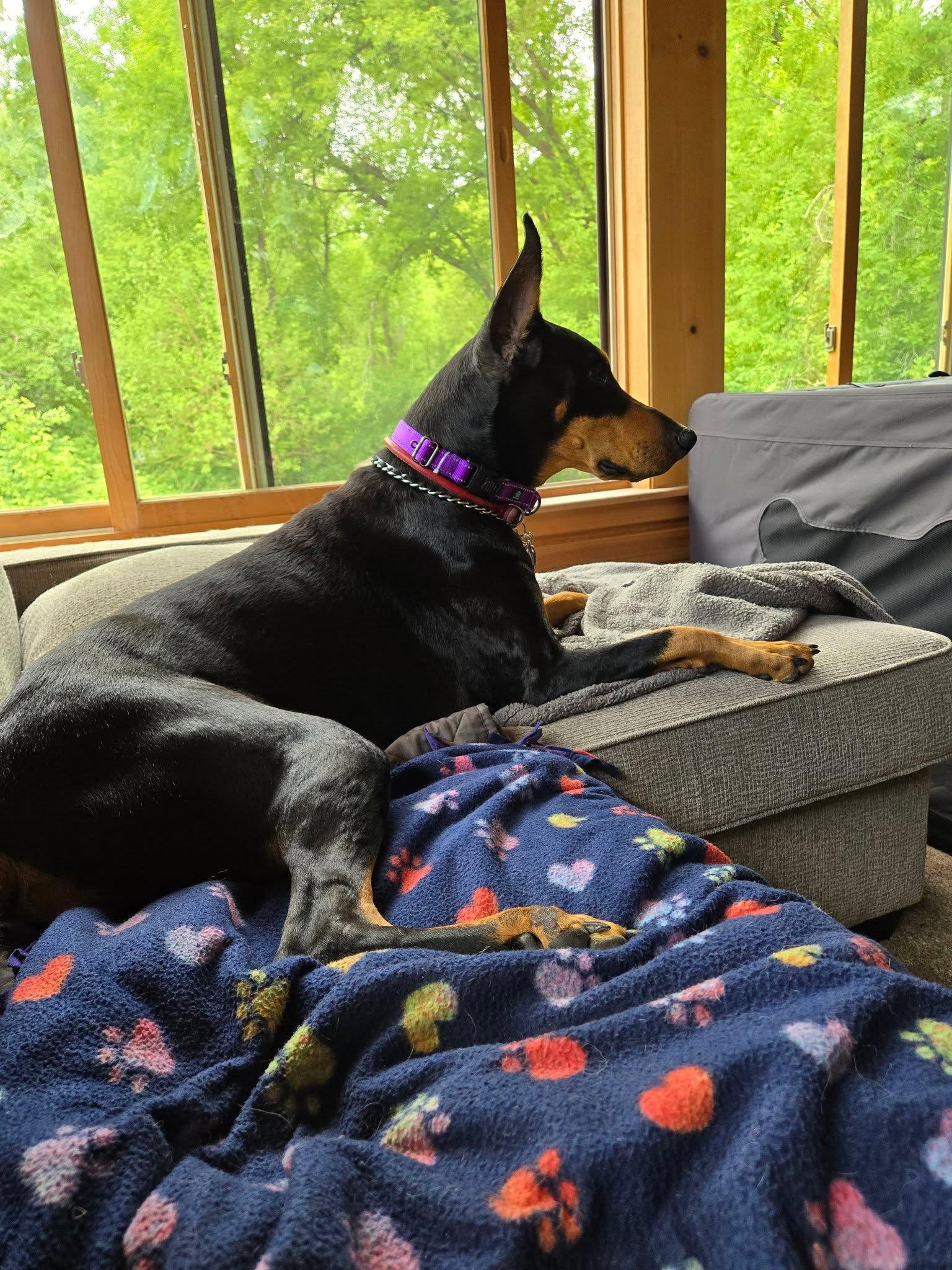 Kyra, a Adoptable Doberman Pinscher in Buffalo, MN image 3/3
