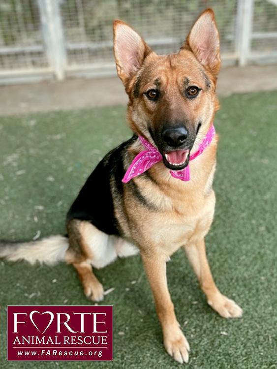 Enlarge Sheba, a ADOPTABLE German Shepherd Dog in Marina Del Rey, CA image 4/6