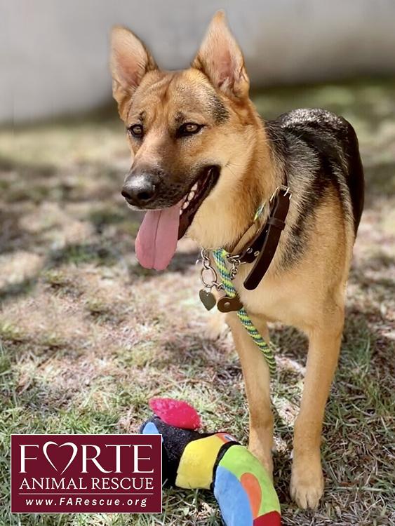 Enlarge Sheba, a ADOPTABLE German Shepherd Dog in Marina Del Rey, CA image 2/6