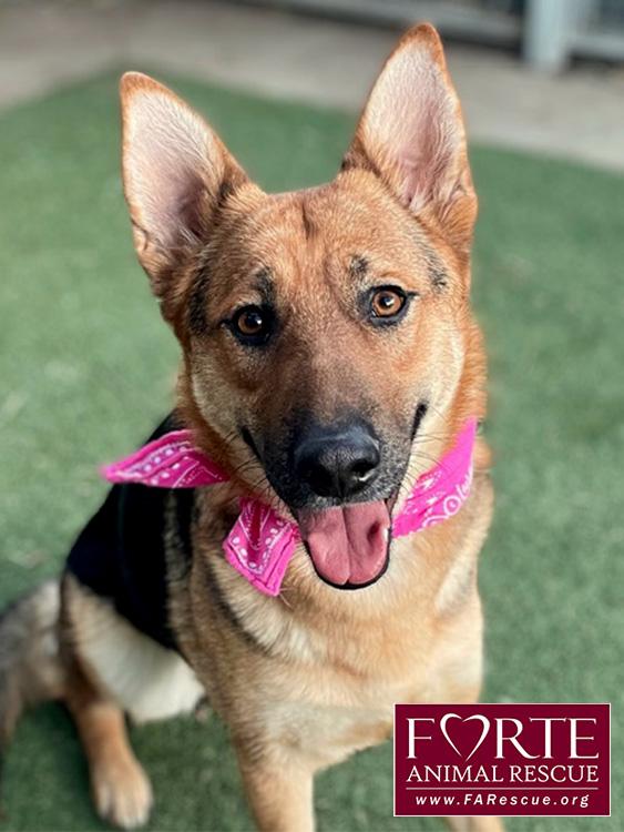 Enlarge Sheba, a ADOPTABLE German Shepherd Dog in Marina Del Rey, CA image 1/6