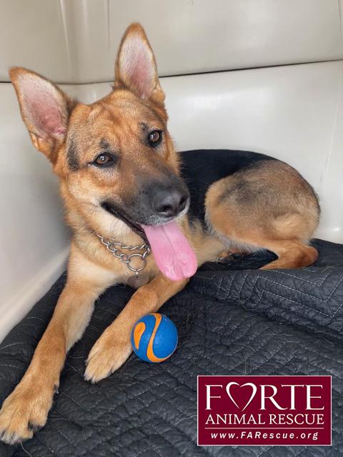 Enlarge Sheba, a ADOPTABLE German Shepherd Dog in Marina Del Rey, CA image 6/6