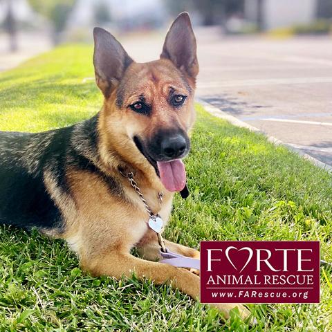 Enlarge Sheba, a ADOPTABLE German Shepherd Dog in Marina Del Rey, CA image 3/6