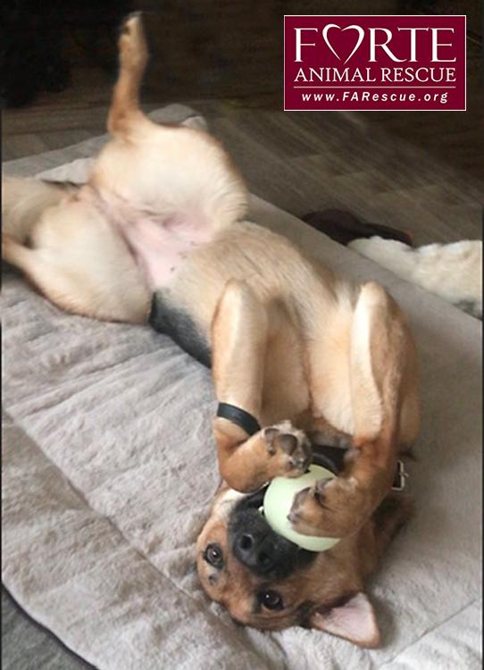 Enlarge Sheba, a ADOPTABLE German Shepherd Dog in Marina Del Rey, CA image 5/6