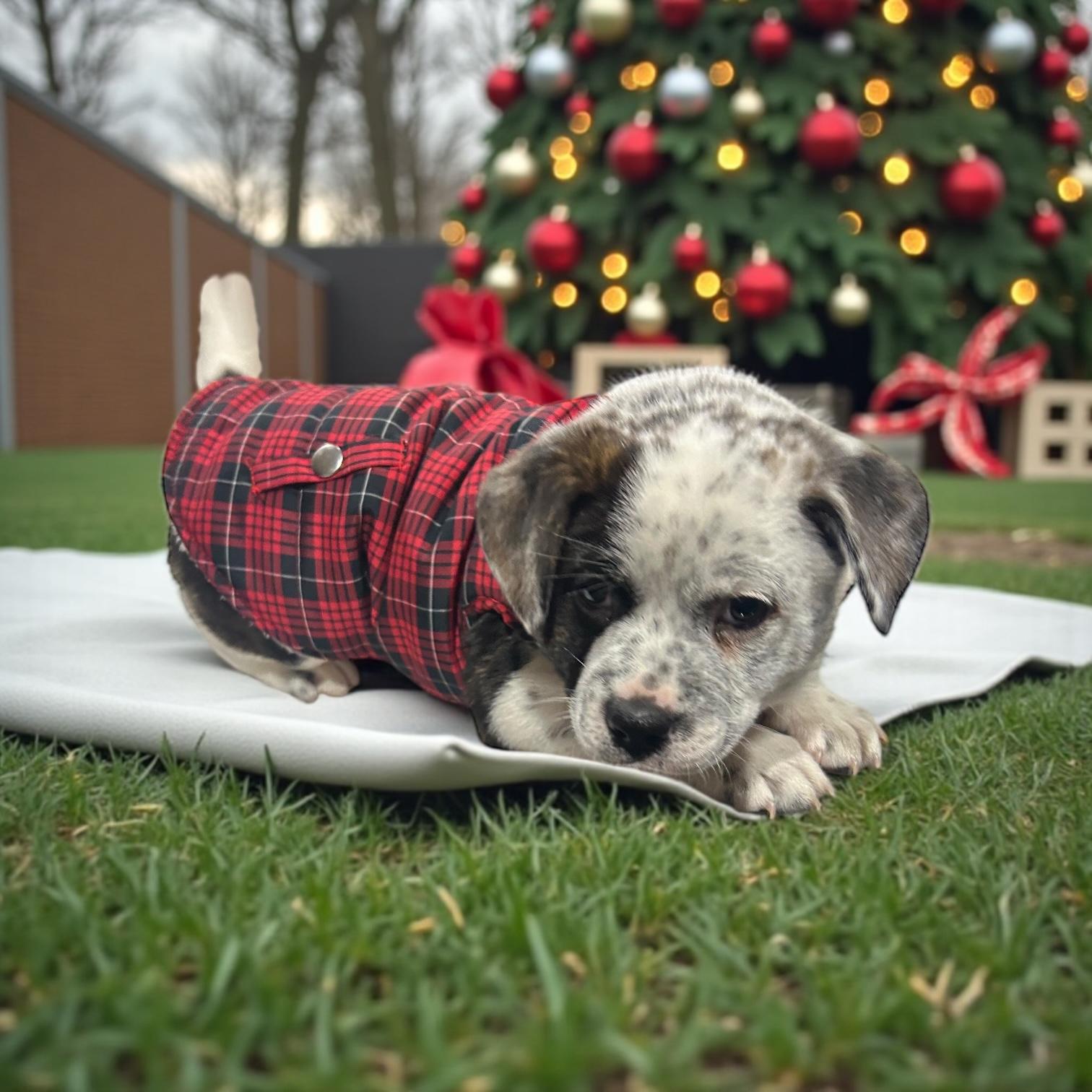 Enlarge Twinkle, a Adoptable Australian Shepherd in Fort Worth, TX image 1/6