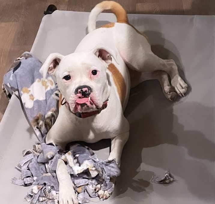 Toby, Adoptable, Adult Male Boxer & American Staffordshire Terrier.