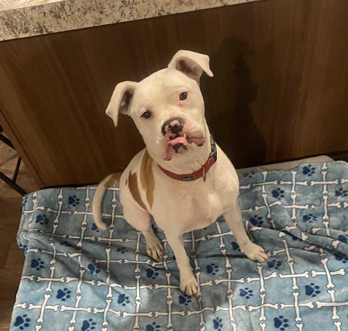Toby, a Adoptable mixed breed in Inez, TX image 3/4