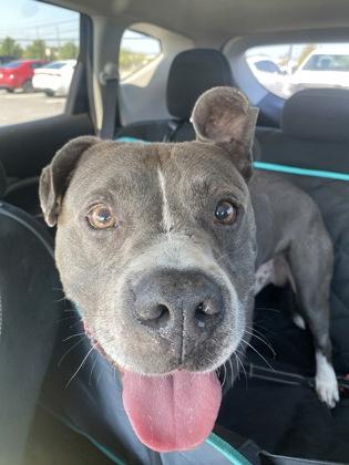 Nos (in foster) — thumbnail 2