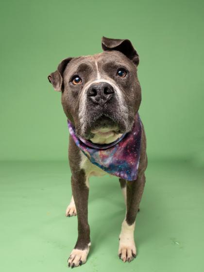 Nos (in foster) — thumbnail 3