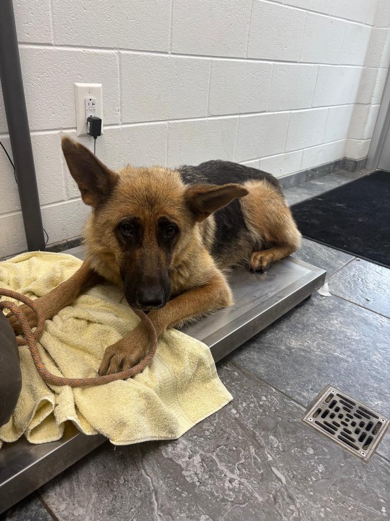 Enlarge Teresa, a Adoptable German Shepherd Dog in Oxford, NC image 1/1