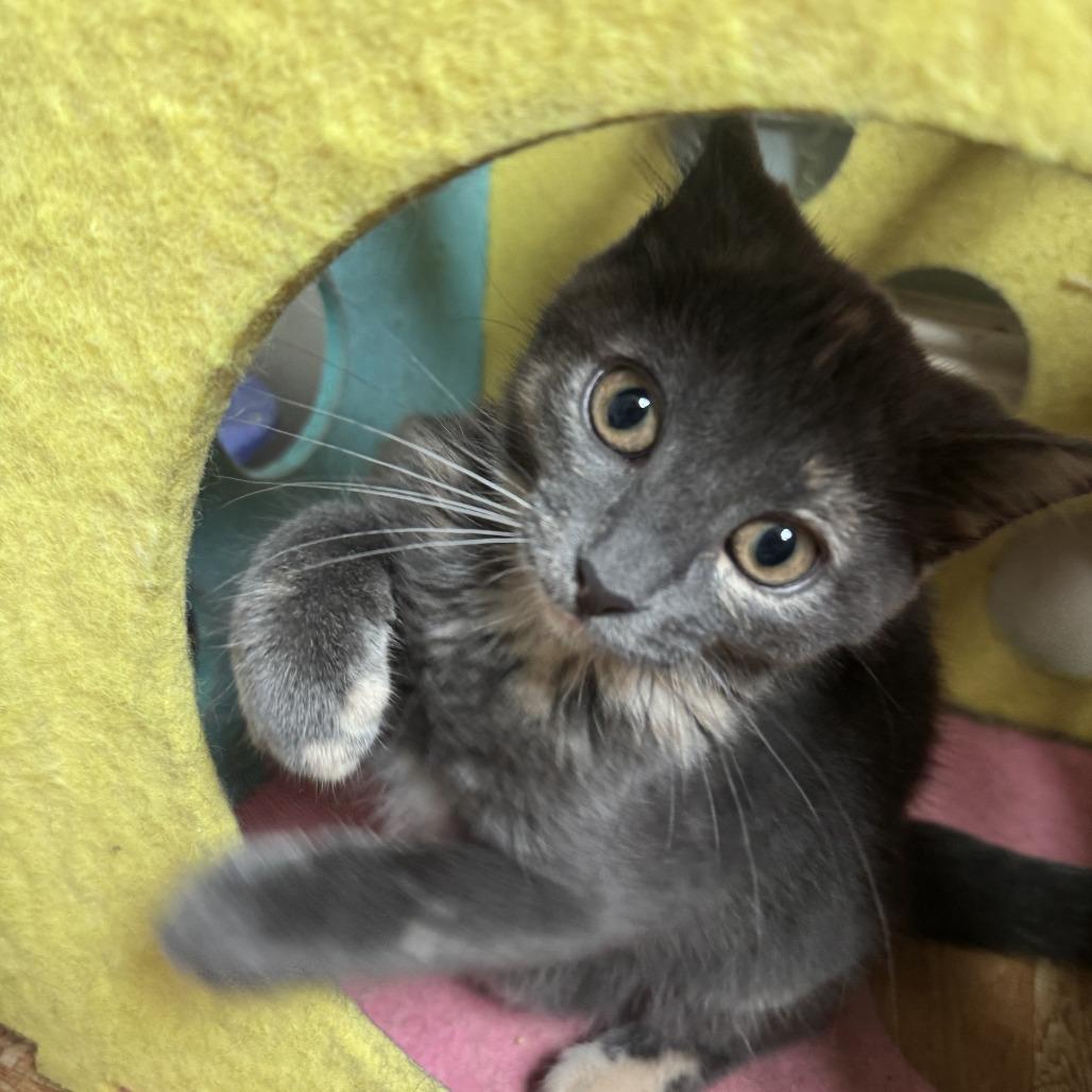 Lucy, a Adoptable Domestic Short Hair in Richland, MI image 1/6