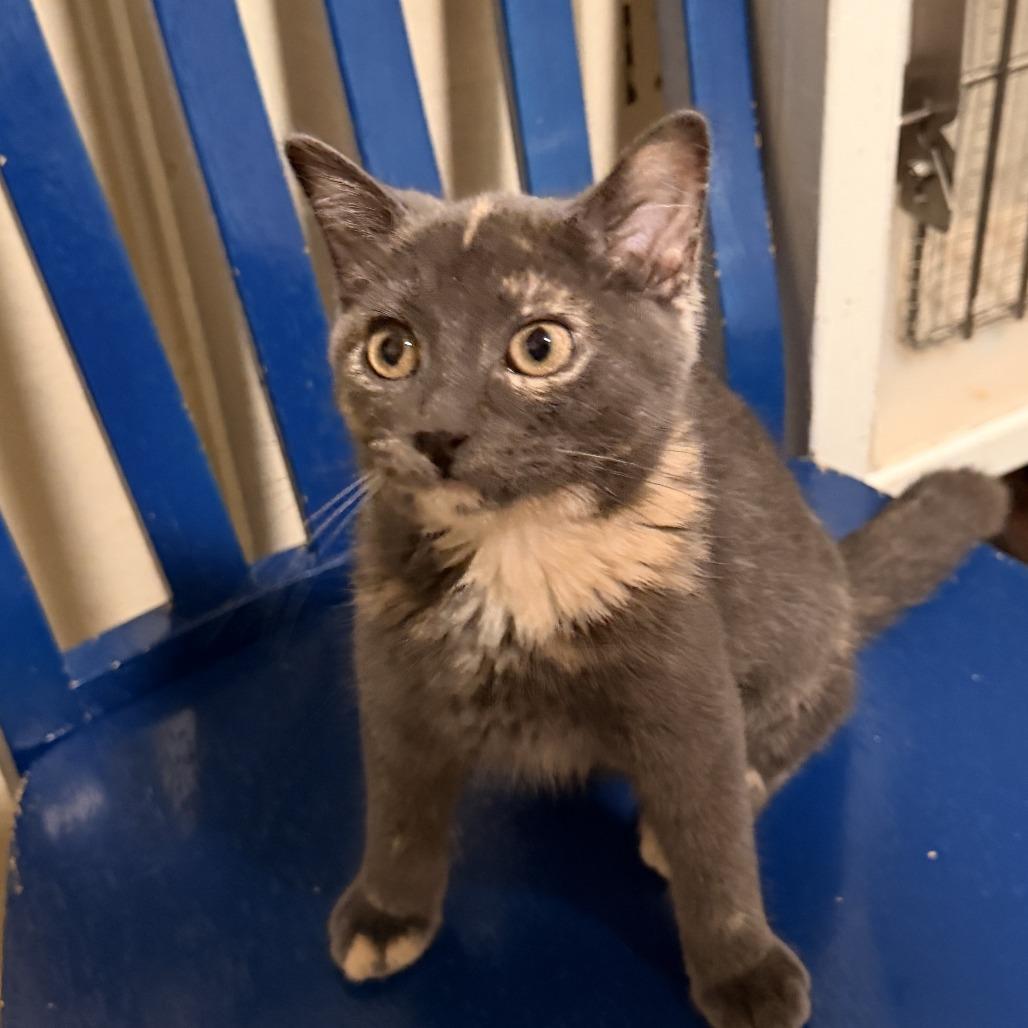 Lucy, a Adoptable Domestic Short Hair in Richland, MI image 2/6