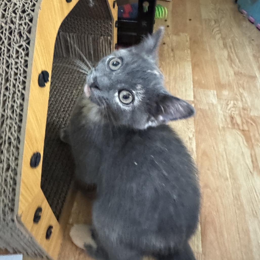 Lucy, a Adoptable Domestic Short Hair in Richland, MI image 3/6