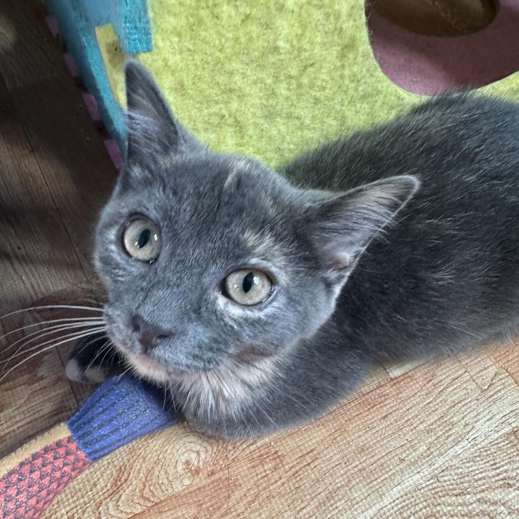 Lucy, a Adoptable Domestic Short Hair in Richland, MI image 4/6