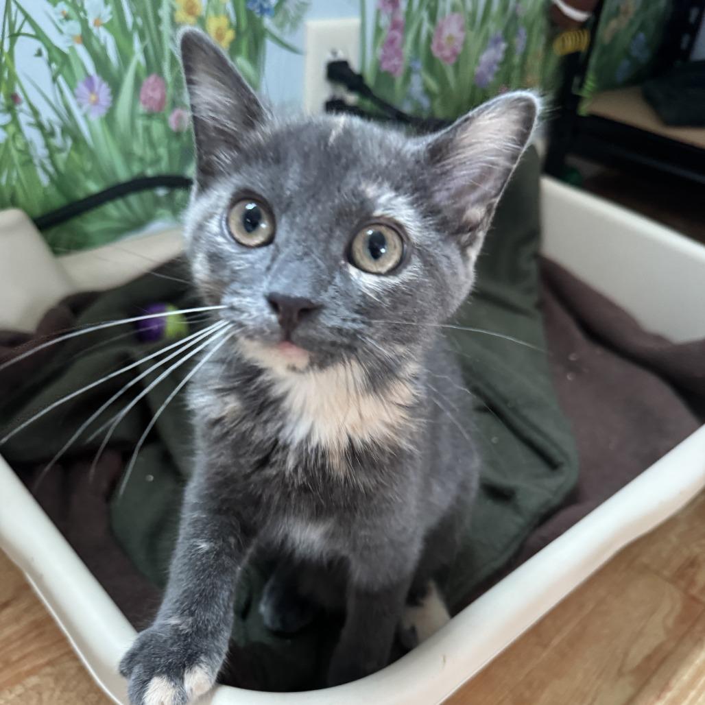 Lucy, a Adoptable Domestic Short Hair in Richland, MI image 5/6
