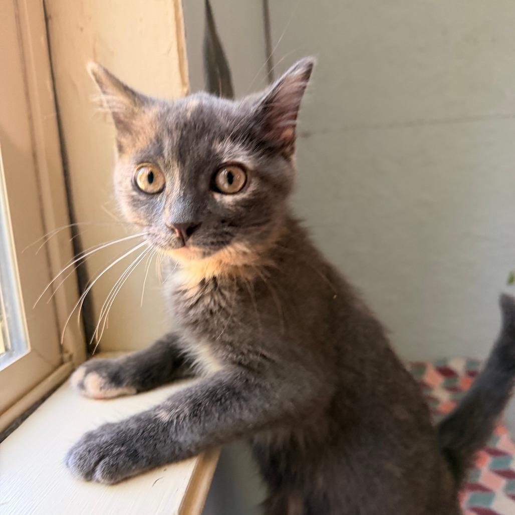 Lucy, a Adoptable Domestic Short Hair in Richland, MI image 6/6