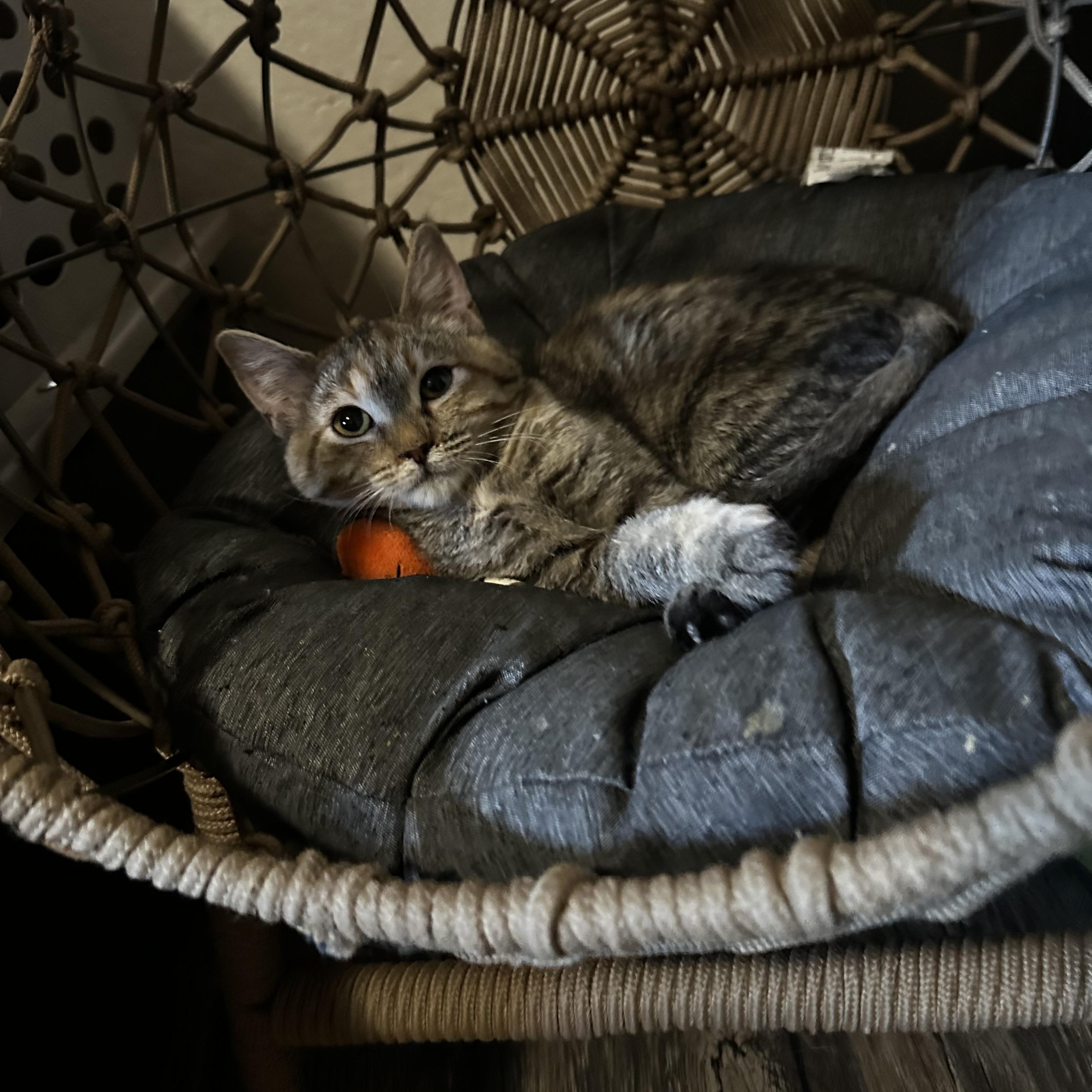 Abby, Adoptable, Kitten Female Tabby.