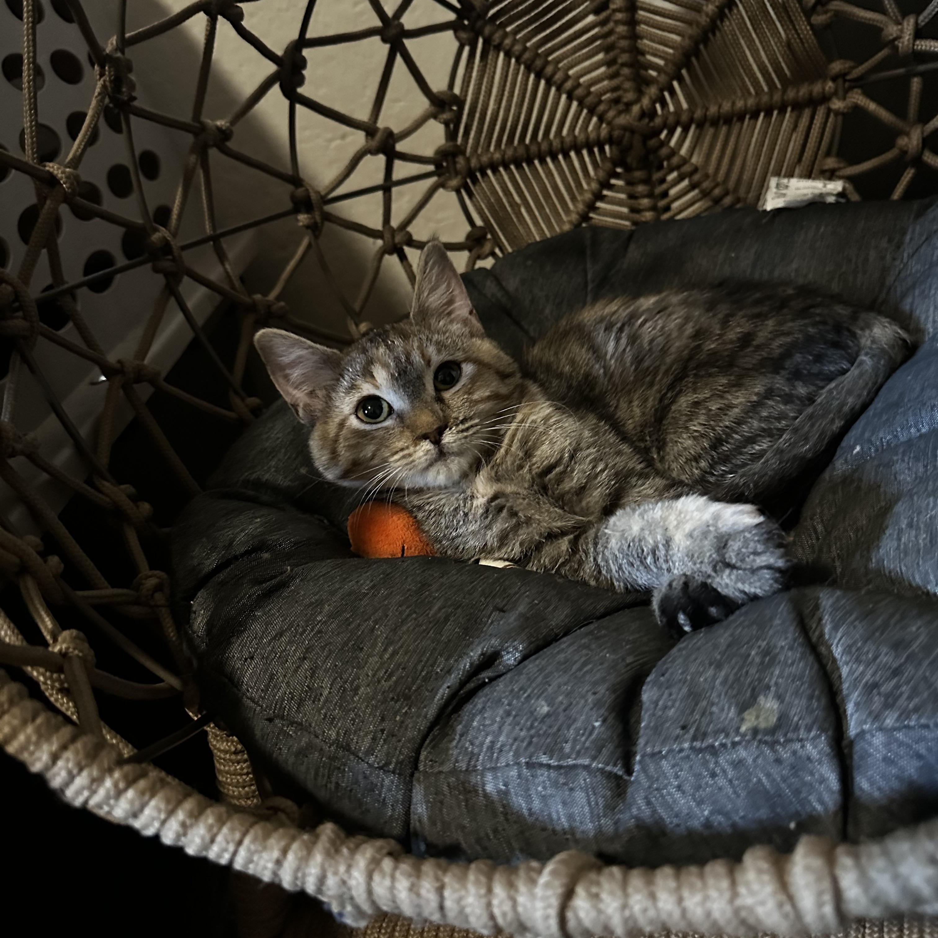 Abby, Adoptable, Kitten Female Tabby.