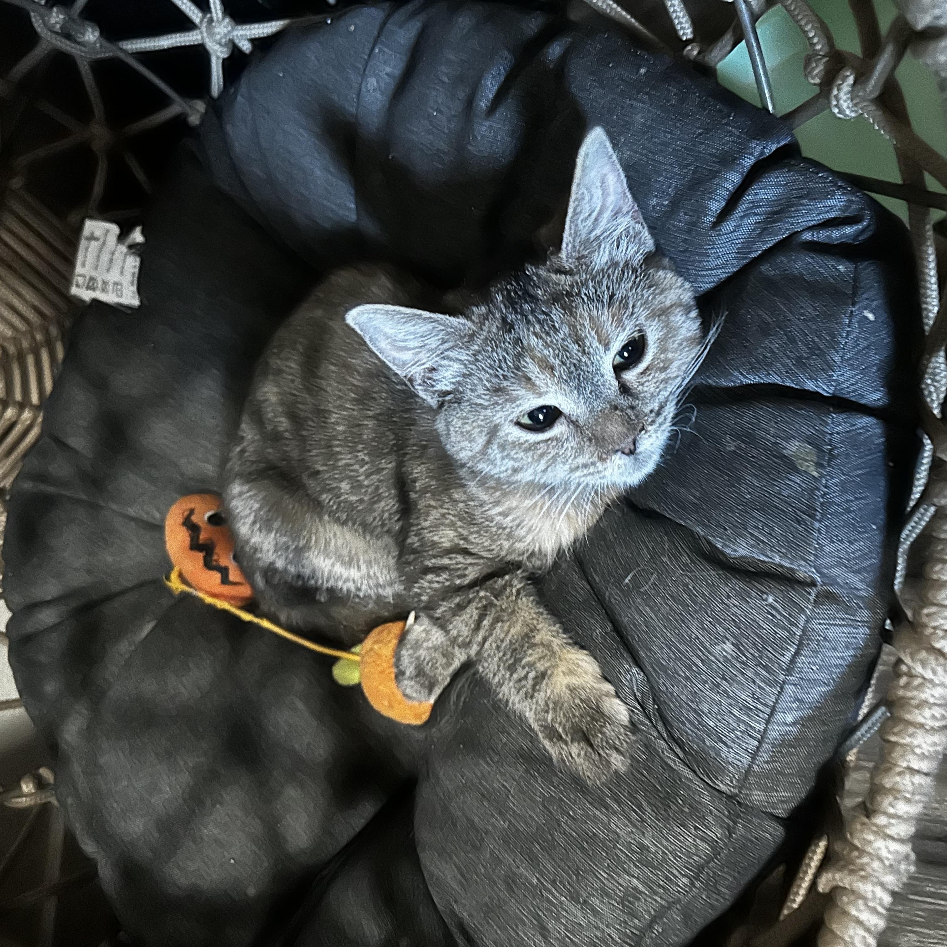 Enlarge Abby, a Adoptable Tabby in Fresno, CA image 3/3