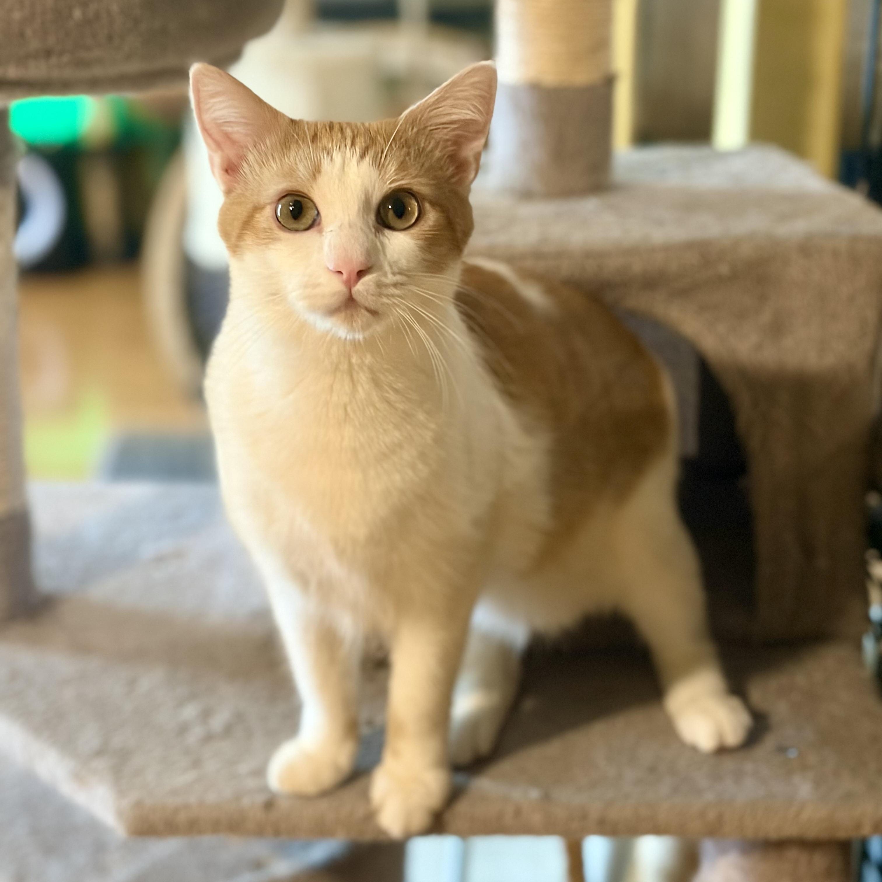 Enlarge Patches, a Adoptable Domestic Short Hair in Greensboro, NC image 2/4