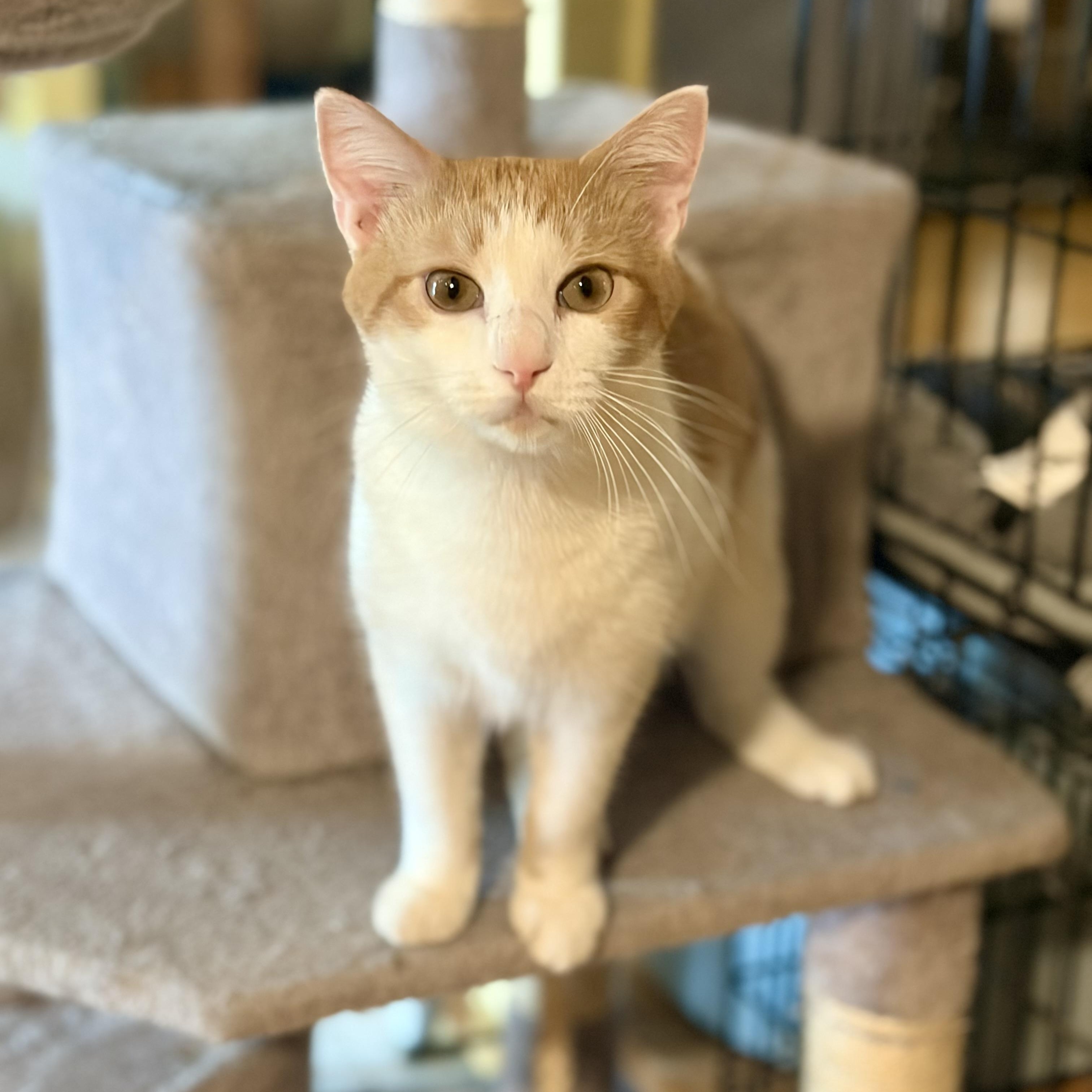Enlarge Patches, a Adoptable Domestic Short Hair in Greensboro, NC image 1/4